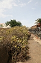 Kanary_2010 153